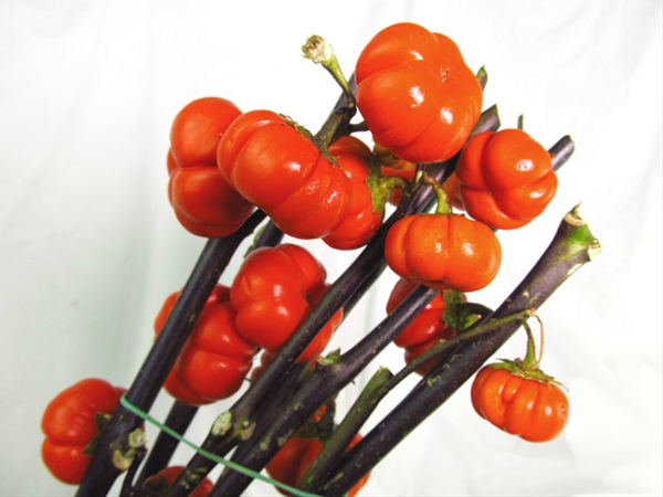 Pumpkin Tree Branches And Flowering Branches Greens Foliages And Pumpkin Tree Branches And Flowering Branches Greens Foliages And